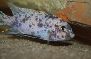Labeotropheus fuelleborni 'Minos Reef'